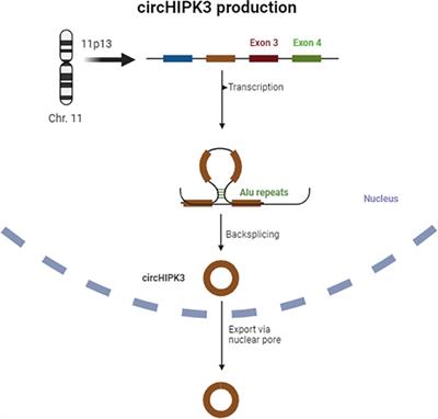 The potential of circHIPK3 as a biomarker in chronic myeloid leukemia